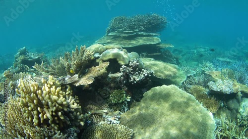Healthy reef-building corals thrive on a shallow reef in Palau. This beautiful Micronesian island-nation is a popular destination for divers, snorkelers, and kayakers due to its natural beauty.