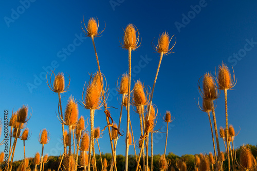 Slika na platnu Teasel, Ankeny National Wildlife Refuge, Oregon