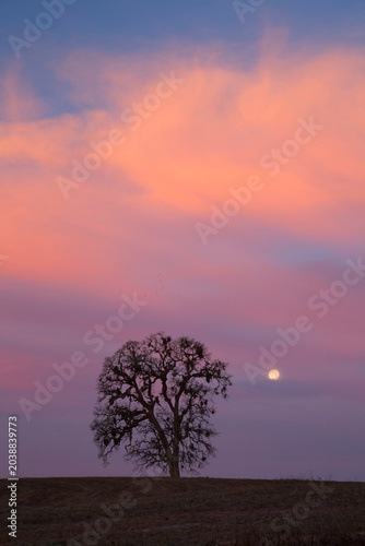 Billede på lærred Oak dawn with moon, Ankeny National Wildlife Refuge, Oregon