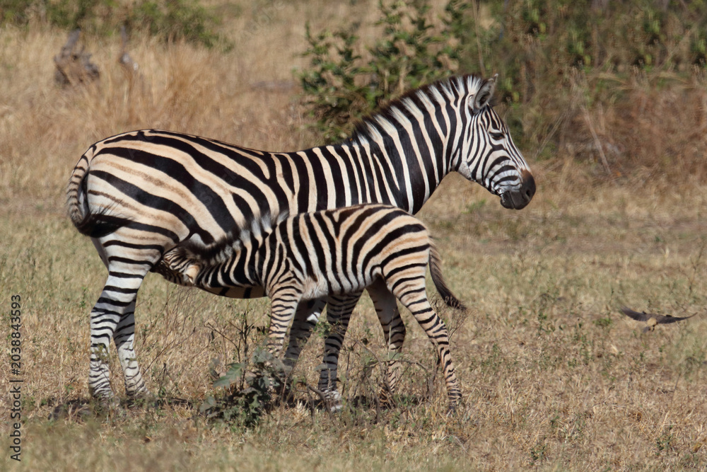 Obraz premium Steppenzebra / Burchell's zebra / Equus quagga burchellii