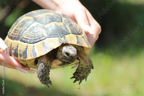 a wild animal in gentle female hands