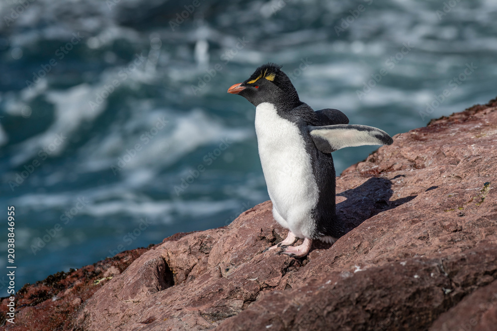 Fototapeta premium Rockhopper Penguin in Penguin Island,Puerto Deseado, Santa Cruz Province, Patagonia Argentina