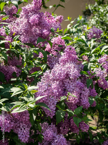 Vertical background with a blooming lilac bush of the Buffon variety. The sunlight falls beautifully on the inflorescences and leaves.