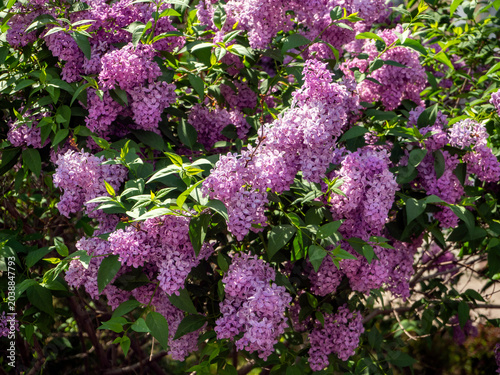 Blooming lush bush of lilac variety Buffon in sunlight. Floral sunny background with lilac.