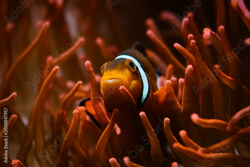 Konstfotografi Isolated close-up of a clownfish getting cozy in its anemone | Amphiprion ocella