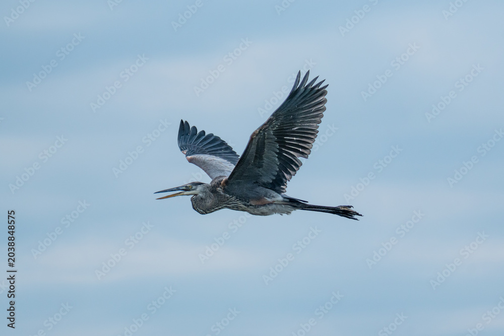Obraz premium Great Blue Heron Flying Across a Pale Blue Sky
