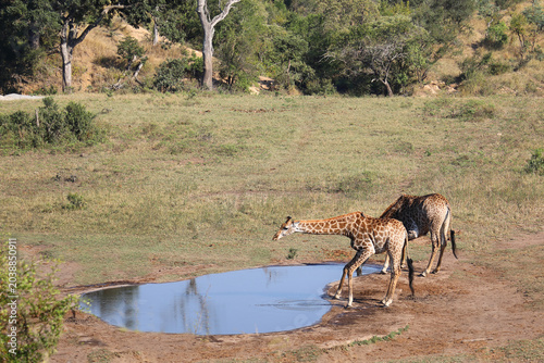Photos Giraffe / Giraffe / Giraffa camelopardalis