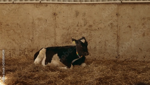 Obraz na płótnie Young holstein calf resting peacefully on a bed of hay inside a barn, illustrati