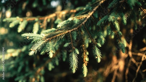 Close up of a Christmas tree farm