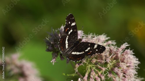An adult The map butterfly (Araschnia levana) foraging on a pink flower (second generation)