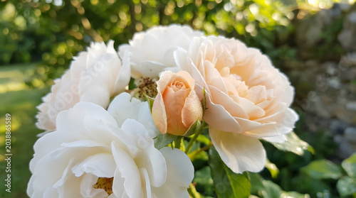 A bouquet of white and peach roses in a lush garden setting with greenery and sunlight