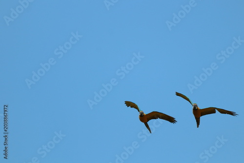 Pair of Blue-and-yellow Macaws Flying in Blue Sky