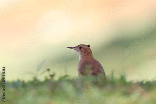 Rufous Hornero Standing in Grass