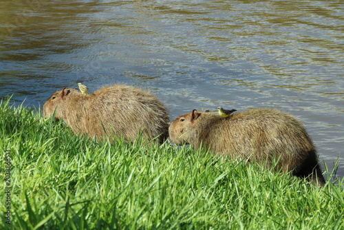 Capybaras with Cattle Tyrants on a Riverbank