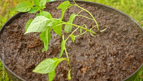 Photos Small green seedling with glistening water droplets on vibrant leaves, rooted in