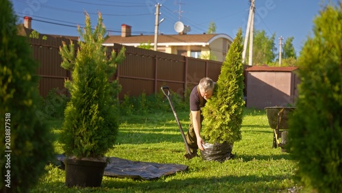 Man planting a thuja evergreen in a sunny backyard, working with shovel and wheelbarrow to landscape a residential garden, tending soil and caring for young conifer trees