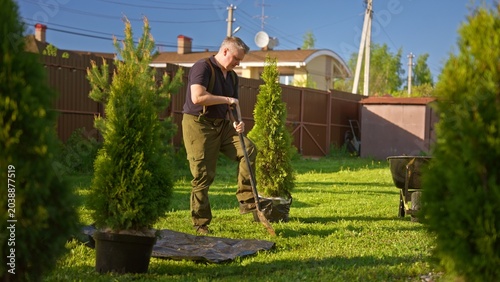Man digging in backyard with shovel, planting evergreen saplings in lawn while improving landscaping on a sunny day, engaged in hands on gardening and home care