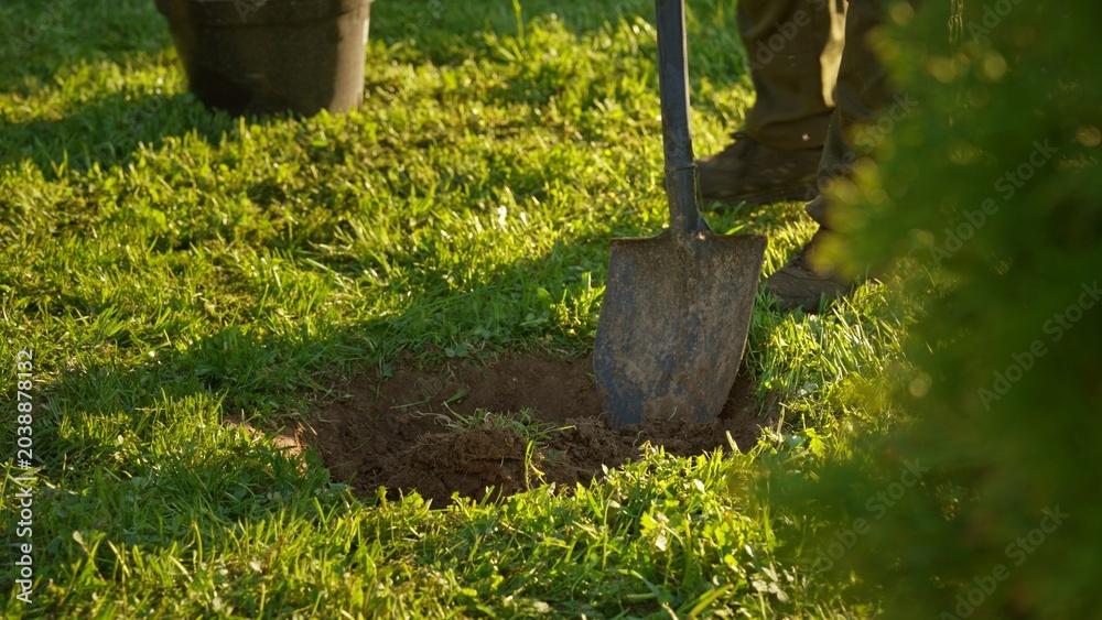 Obraz premium Person digging with a sturdy shovel into lush green lawn, creating a fresh hole and preparing soil for planting in a sunny backyard garden scene