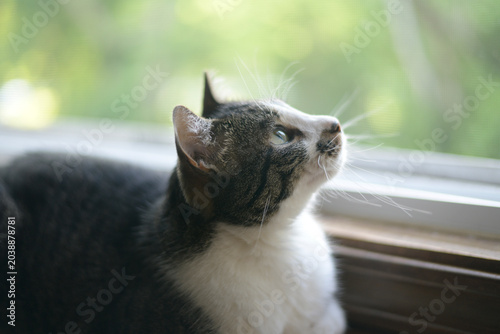 Canvas-taulu Cat looking out the window