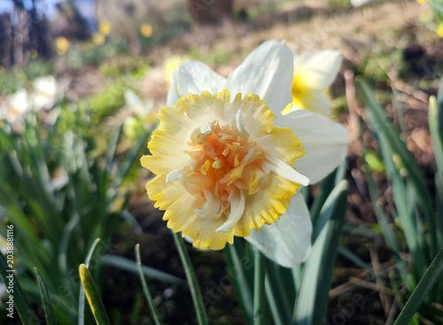 Schilderij op canvas Blooming flower daffodil Petit Four on sunny spring day