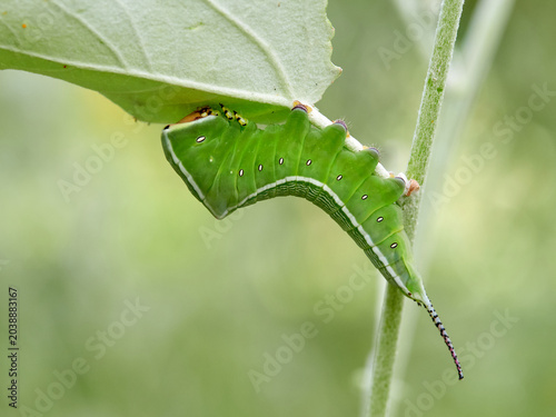 Large green caterpillar with two horns on a leaf. Poplar moth. Cerura iberica