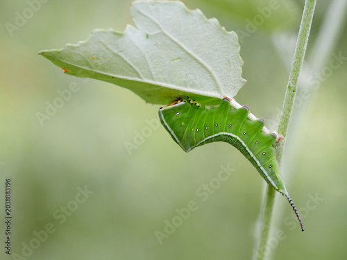 Large green caterpillar with two horns on a leaf. Poplar moth. Cerura iberica