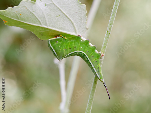 Large green caterpillar with two horns on a leaf. Poplar moth. Cerura iberica