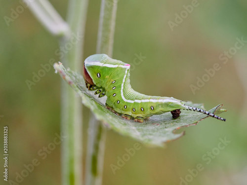 Large green caterpillar with two horns on a leaf. Poplar moth. Cerura iberica