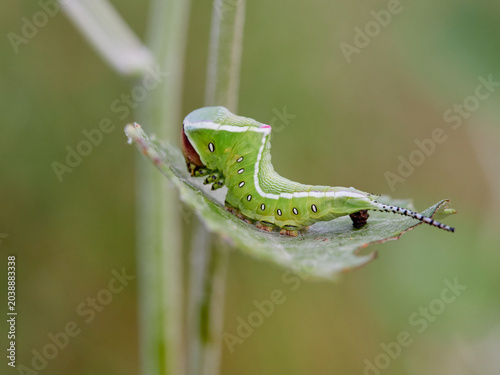 Large green caterpillar with two horns on a leaf. Poplar moth. Cerura iberica