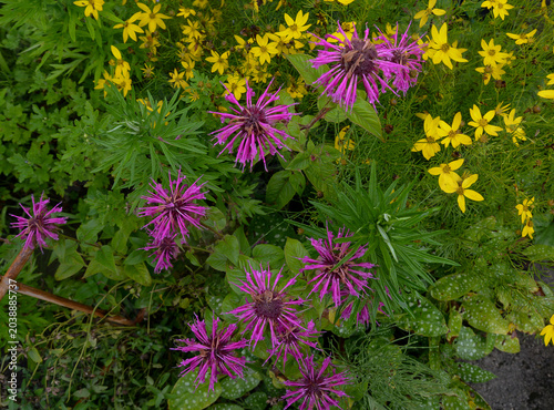 Fotografie Monardes Blaustrumpf roses et Coréopsis verticillé ou Coréopsis à feuilles en ai