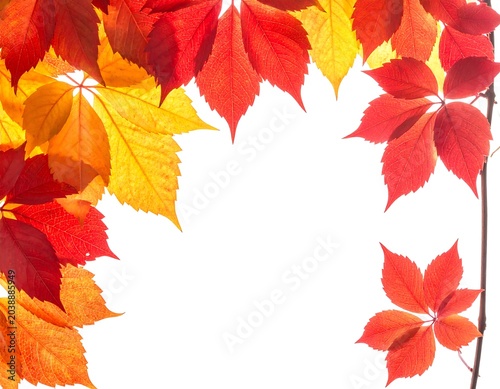 Autumn Leaves Frame. (10)