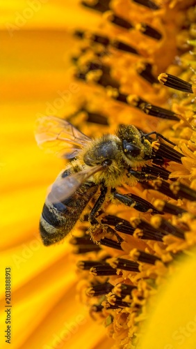 Bee on Sunflower Pollen.