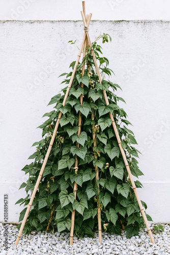 Runner bean plants climbing bamboo teepee trellis against white rendered garden wall.