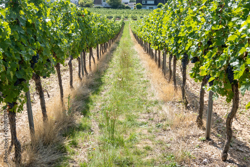 Beautiful wine grapes vineyard in Europe. Large bunches of red grapes.