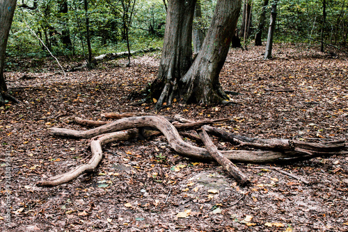 Photos arbre avec énormes racines sculpturales qui sortent du sol