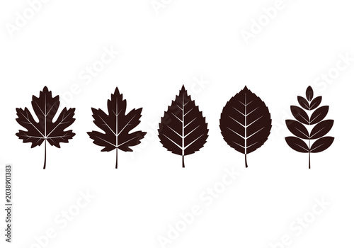 Quadro su tela Set of Five Minimalist Autumn Leaf Silhouettes, Various Tree Foliage Icons Isola