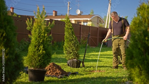 Man watering newly planted thuja in sunny backyard with garden hose, tending evergreen shrub while gardening and landscaping, summertime home care and outdoor hobby maintenance