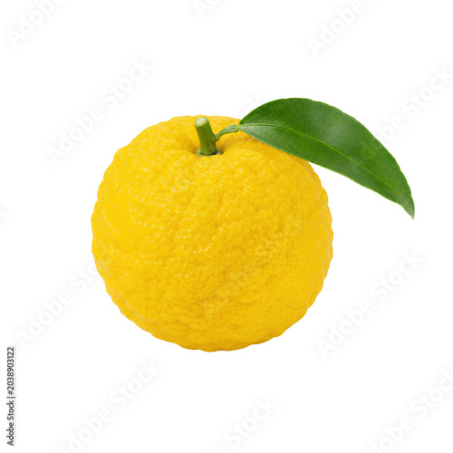 Yuzu auf weißem Hintergrund, isoliert