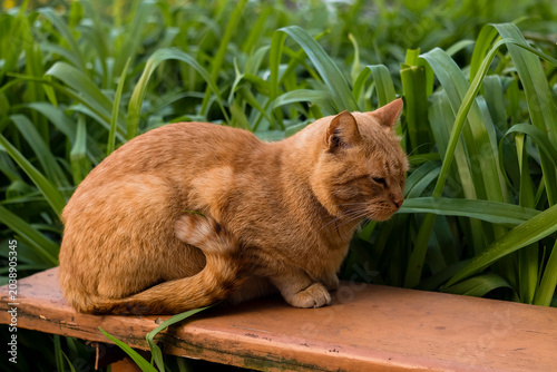 Stray red cat resting on a wooden bench surrounded by green plants in a quiet yard, symbolizing homelessness, abandoned pets, and the importance of animal rescue and care.