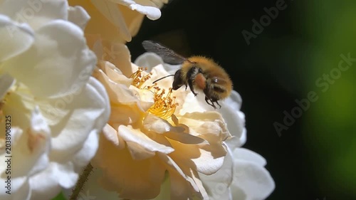 Bumblebee Bee on white orange rose Flower. A lot of pollen. Slow-motion
