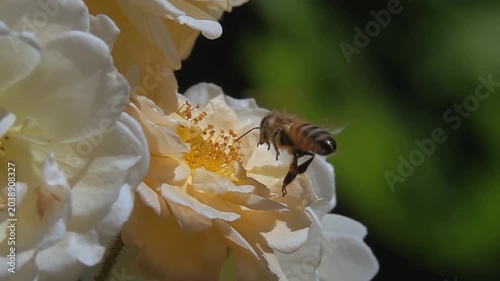  Bee on white orange rose Flower. Honeybee and Rose flower. Slow-motion
