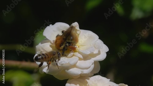  Bee and bumblebee. white Flower. funny slow-motion. A lot of pollen.