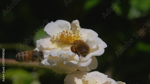  Bee and bumblebee. Take turns. funny slow-motion.