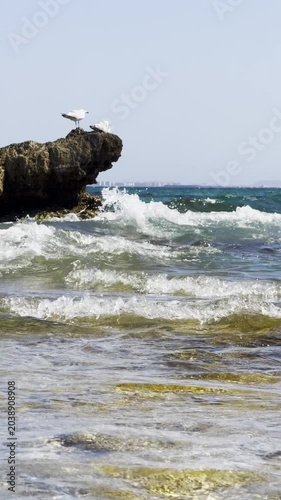 Seagulls sit on the rocks amidst the turbulent sea. Nature creates the best shots. High quality 4k footage