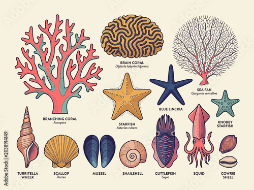 Foto Collection of Marine Life Scientific Illustrations with Corals, Starfish, Seashe