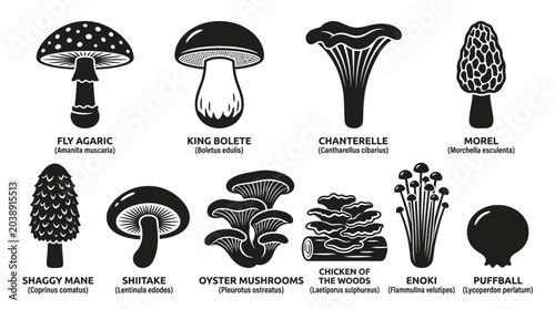 Bild auf Leinwand Various mushrooms on display for identification purposes in a forestry setting o