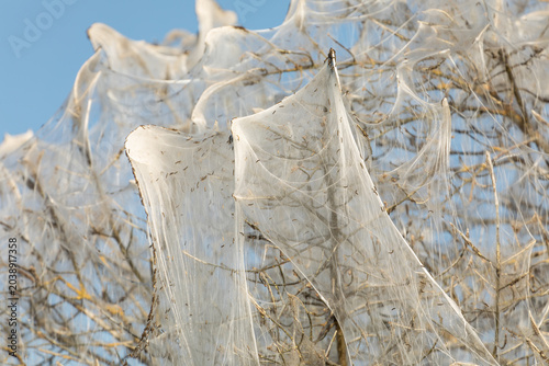 Photos Close up of massive white silk webs with ermine moth caterpillars covering bare branches of a bush