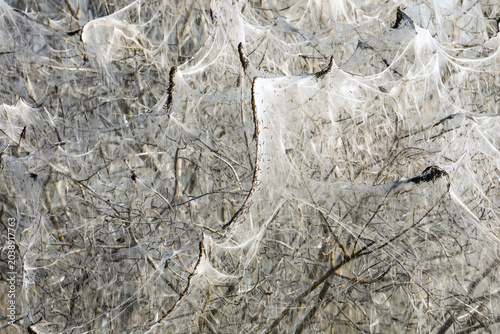 Schilderij op canvas Close up of massive white silk webs with ermine moth caterpillars covering bare branches of a bush