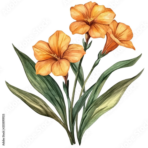 Fotografie Wallflower Flower, lively watercolor vector drawing with intricate brush, isolated on a white background