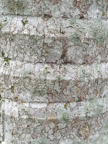 tree bark background. Wood texture.